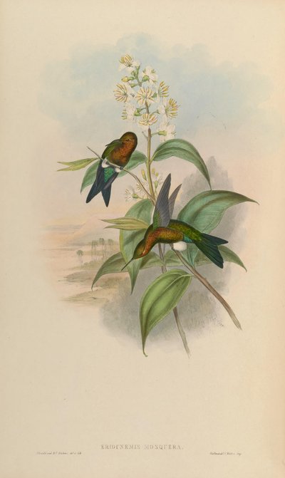 Eriocnemis mosquera - John Gould